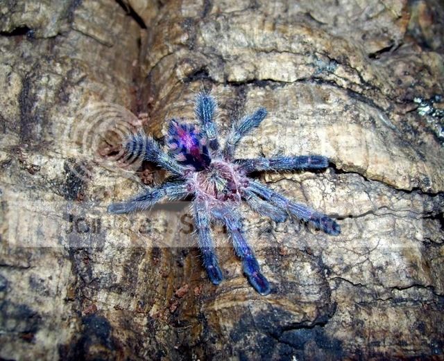 100_2605-2.jpg