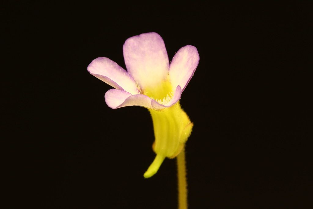 IMG_6717_zpsrjjeflhx.jpg