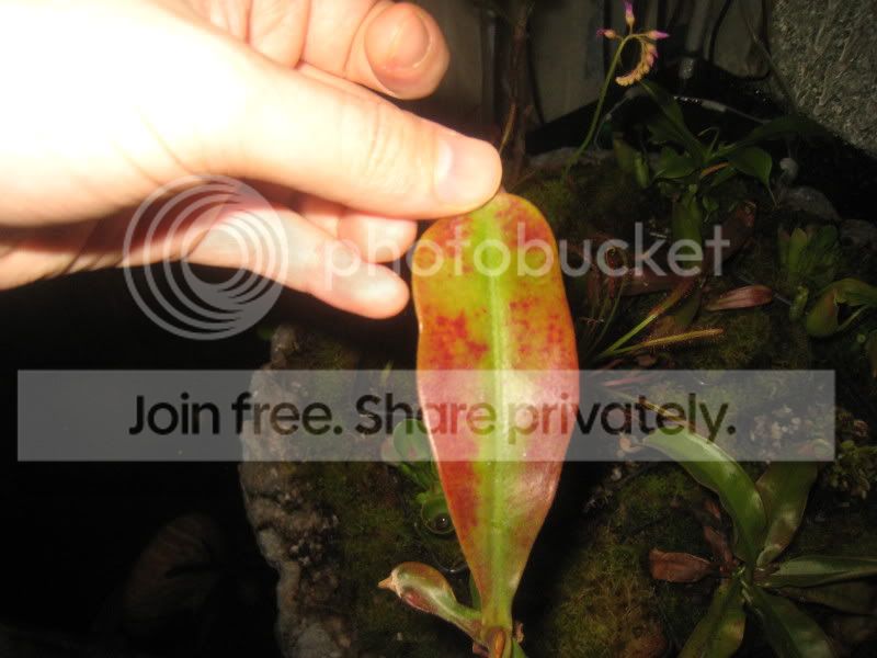 04RedLeafLR.jpg