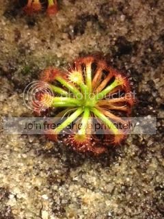 IMG_2084_zpsahe8nlao.jpg