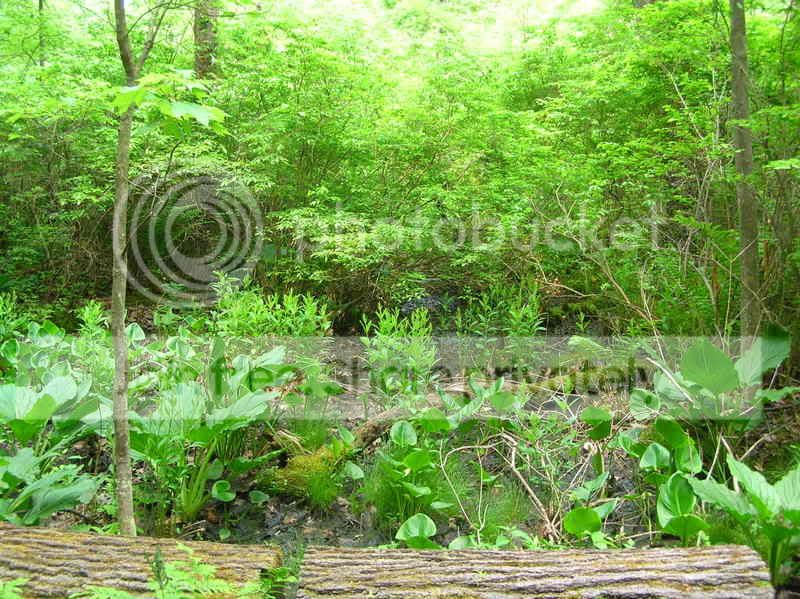 DSCN3776.jpg