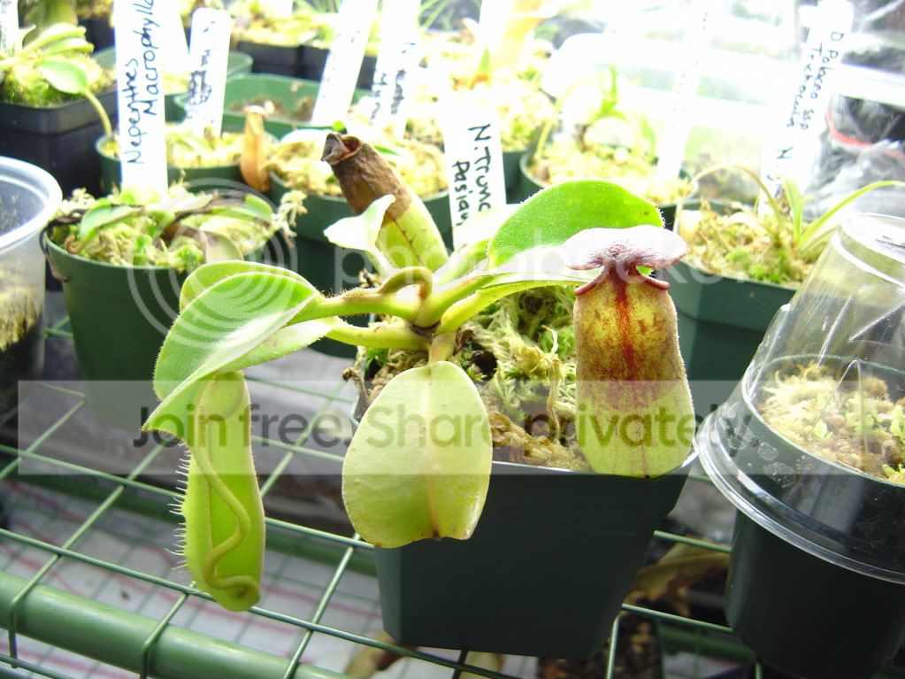 Truncata-1.jpg