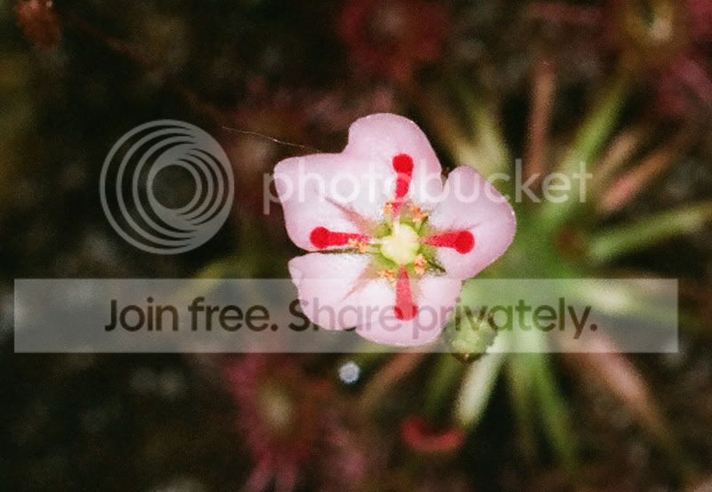 dpflower.jpg
