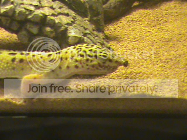 DSC00087_zps4eb73371.jpg