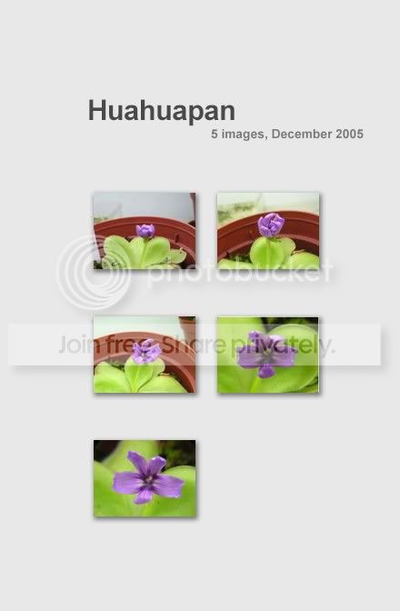 collage25.jpg