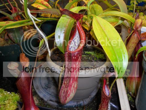 Ncoplandii_10-29-10.jpg