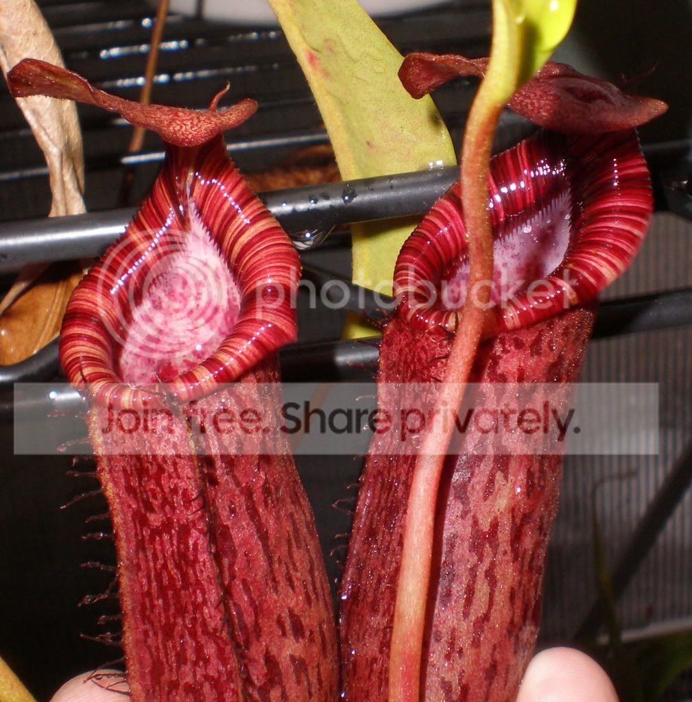 SpectxxLowiixventpitchers.jpg