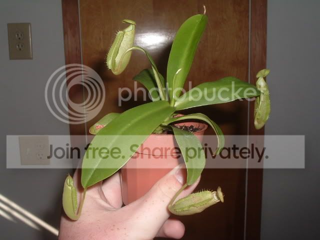 wasporsanguinea006.jpg