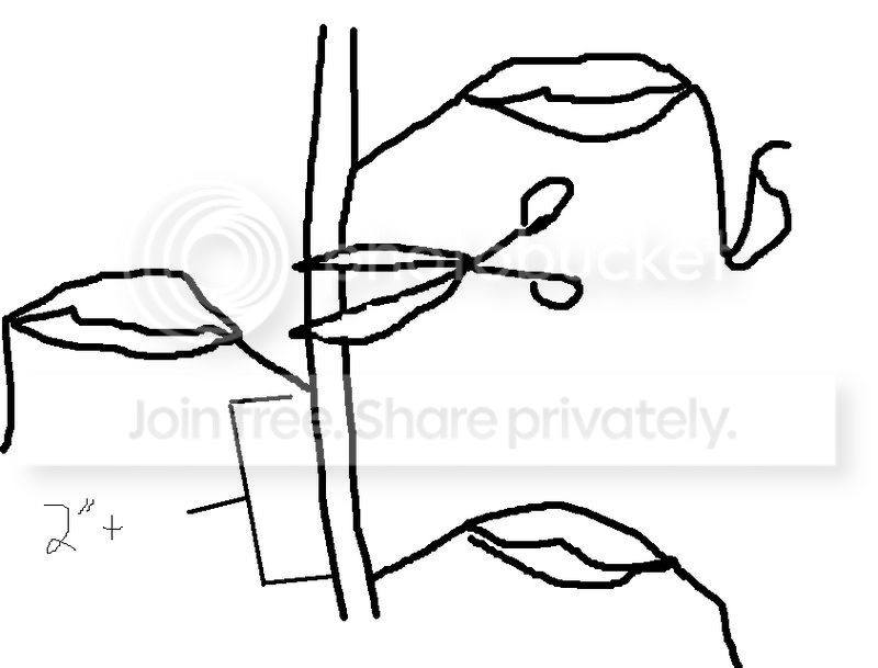 cutting.jpg