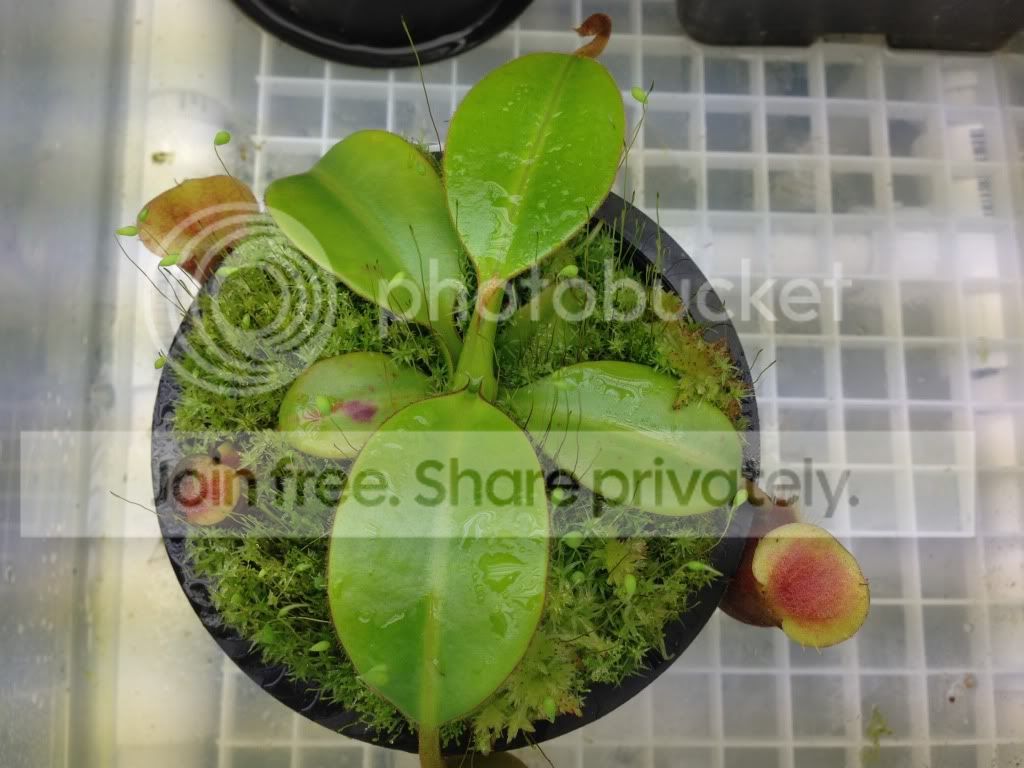 image_zps7e27e6f9.jpg