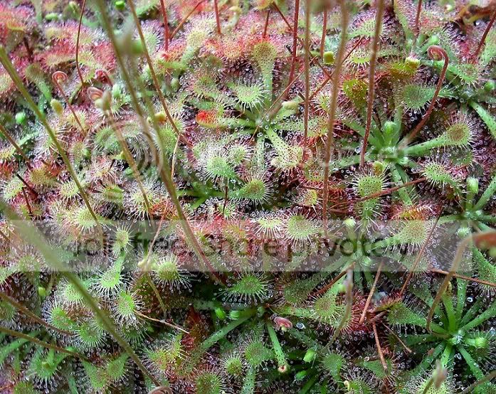 DSCF0016.jpg