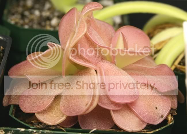Pirouette2.jpg