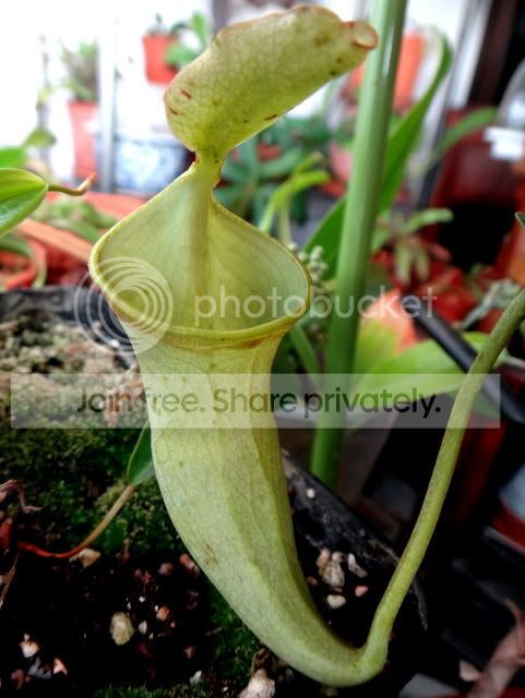 nepenthes_campanulata_pitcher.jpg