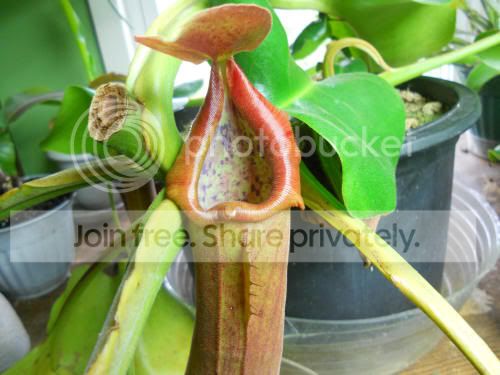 Ntruncata_4-22-12.jpg
