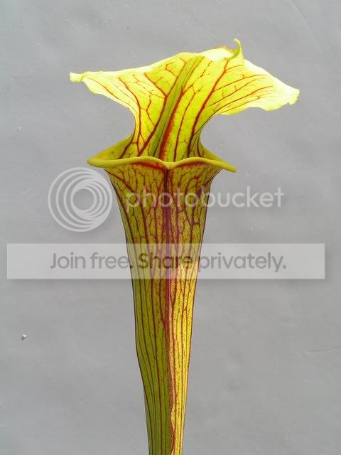 PICT1809.jpg