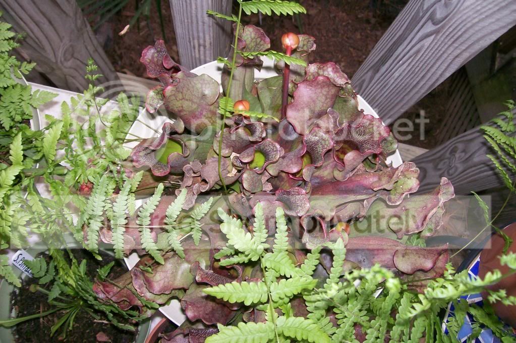 CarnivorousPlants004.jpg