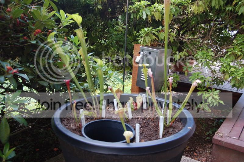 plantedbog002.jpg