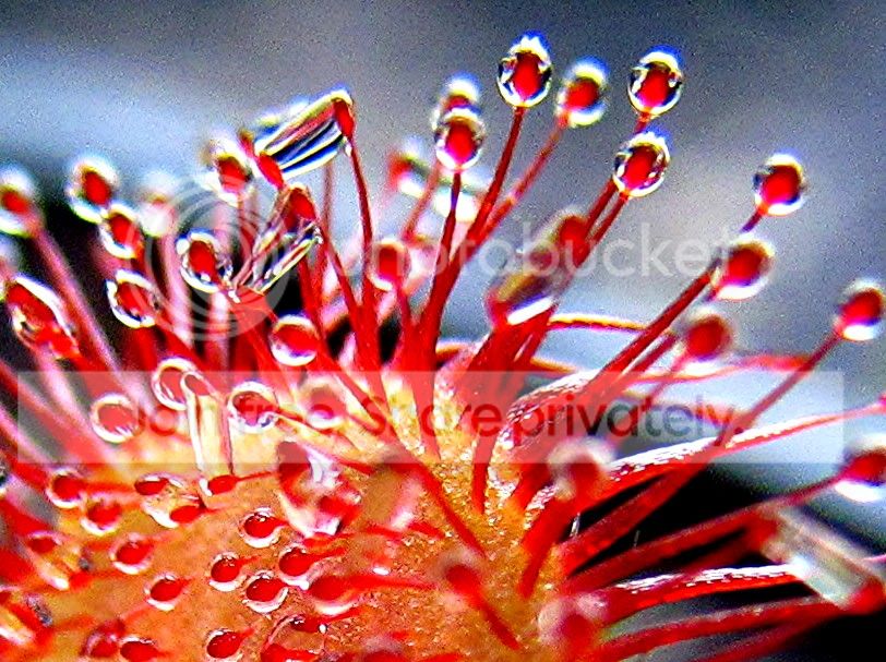 Reptileshowandplants017.jpg