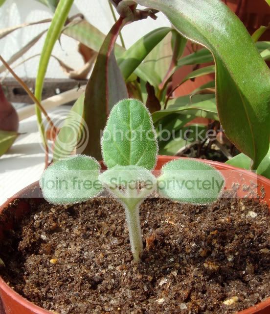 ibicella_lutea_seedling_13days.jpg