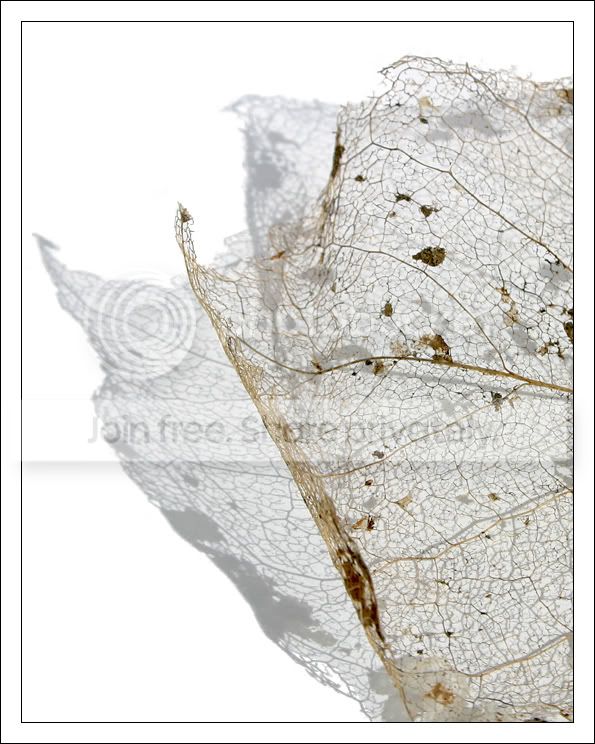 LeafSkeleton.jpg