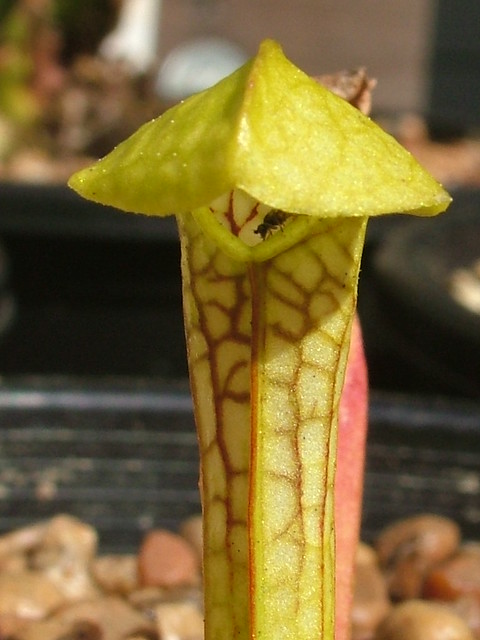 6250761449_0e2ef8f454_z.jpg