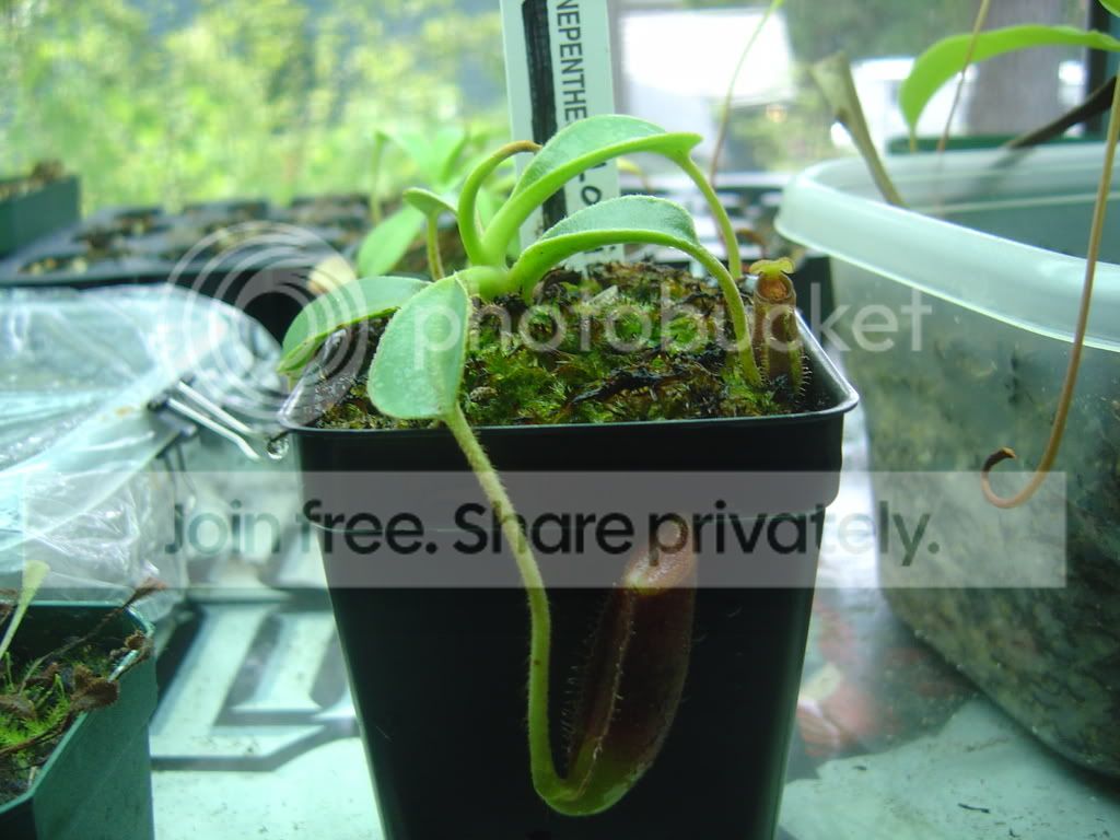 TerrariumLowii1.jpg