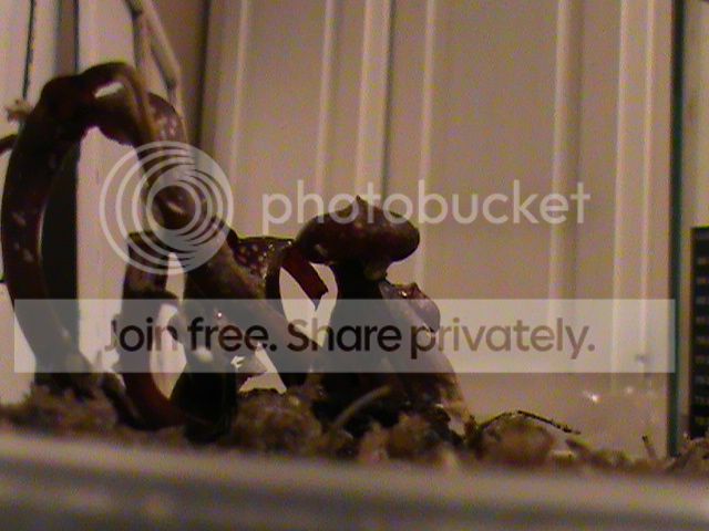 DSC00353_zps1eaf120a.jpg