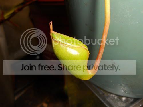 Njacq-unopened_5-25-11.jpg