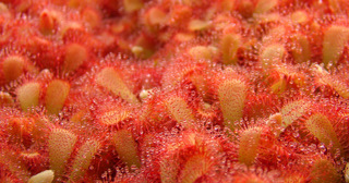 aliciae_seedlings.JPG