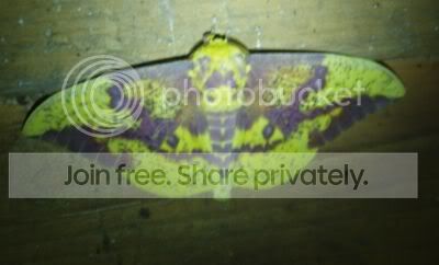 Imperialmothnoflash071610RS.jpg