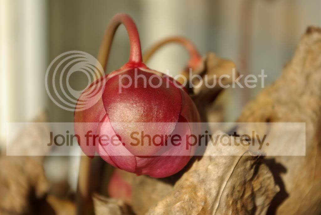 IMGP3547.jpg