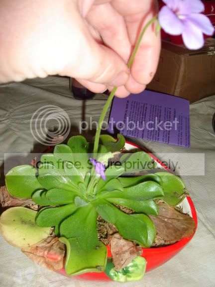 miscpics003.jpg