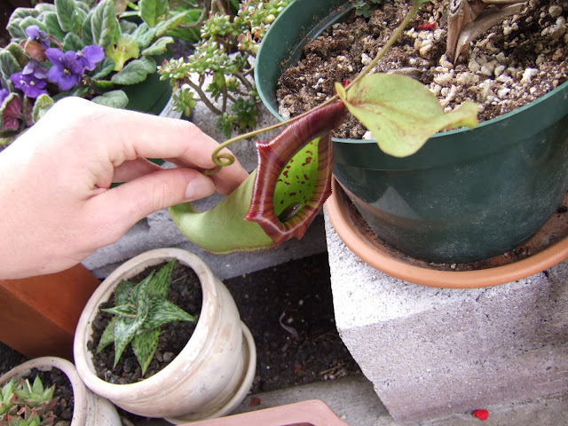 DSCF1108.JPG