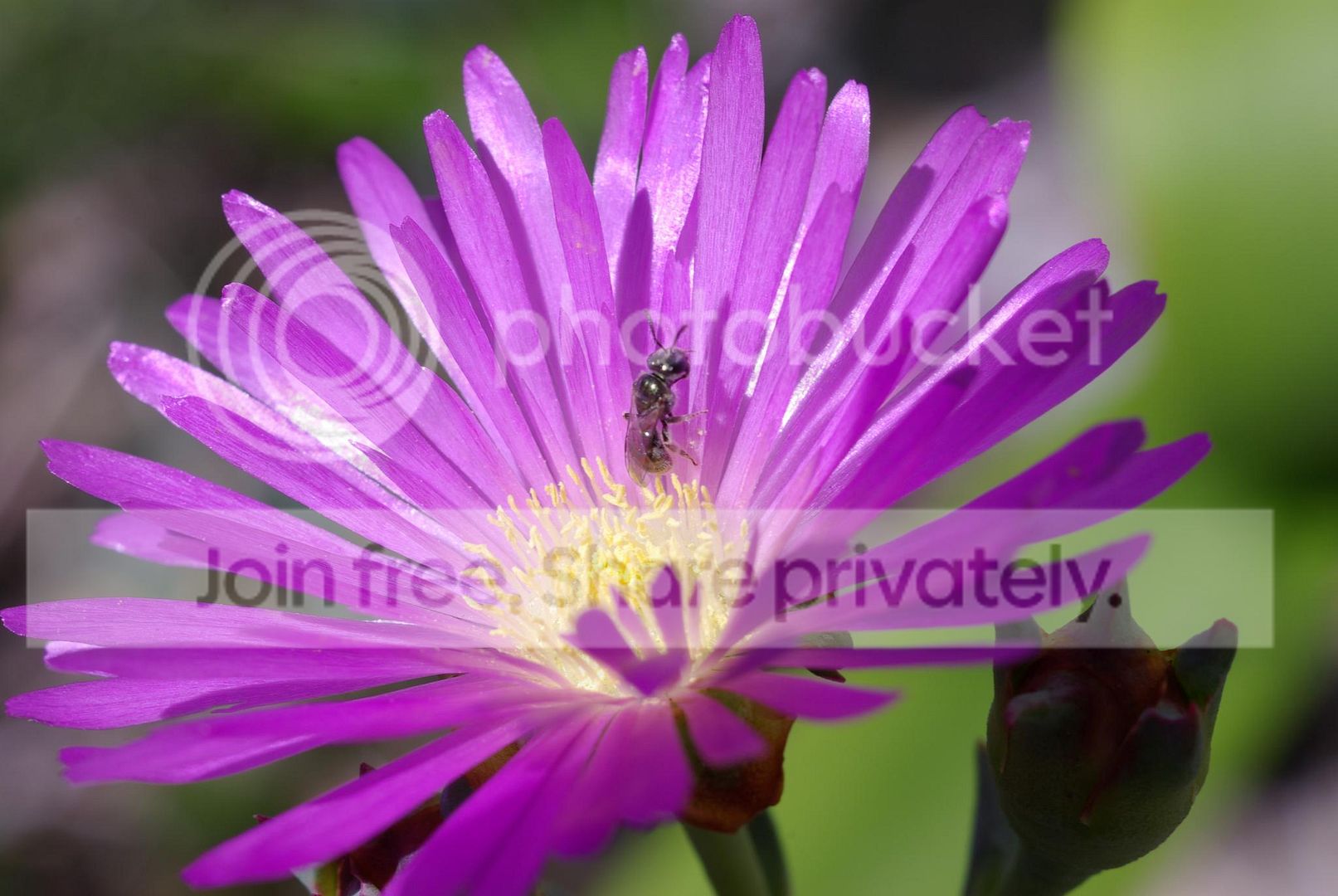 IMGP7304.jpg