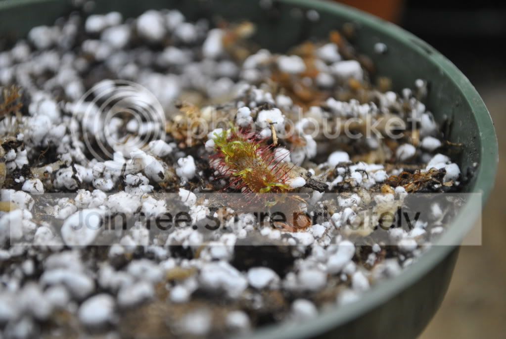 Drosera030.jpg