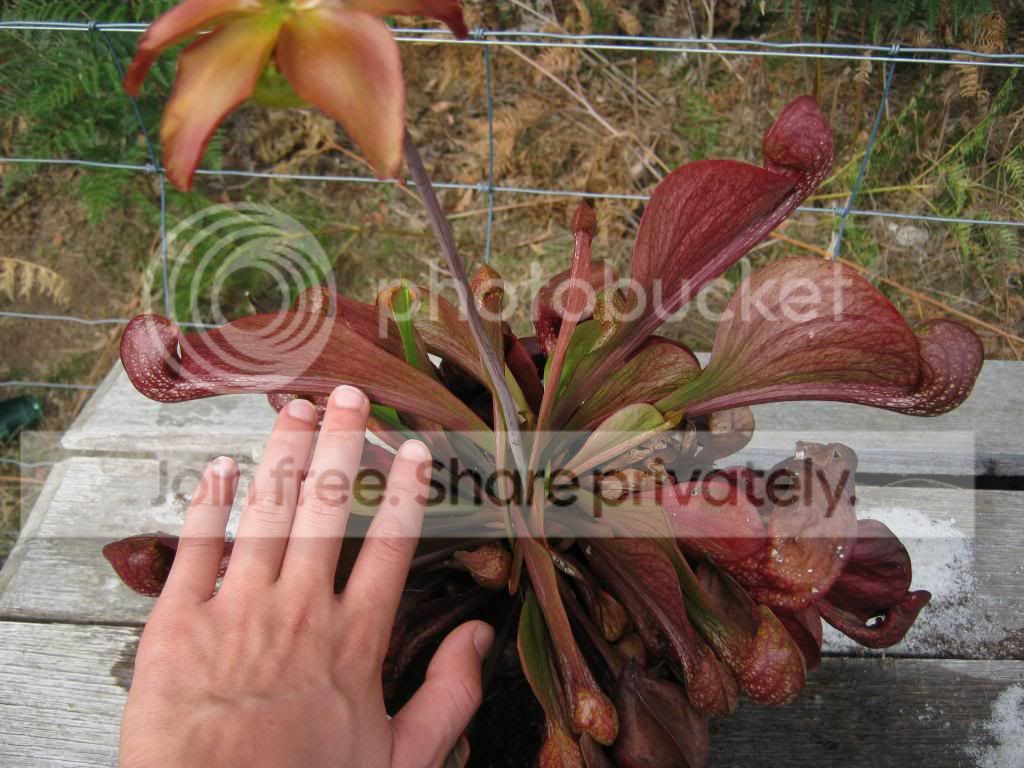 IMG_0024-1_zps2bd26939.jpg