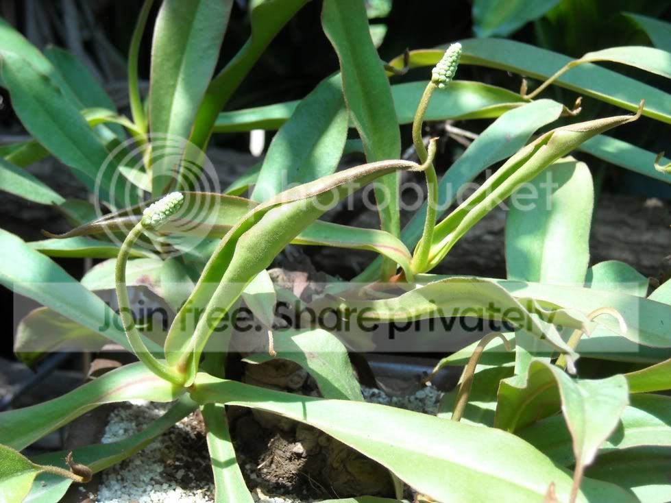 Nepenthes003.jpg