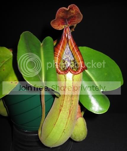 truncata.jpg