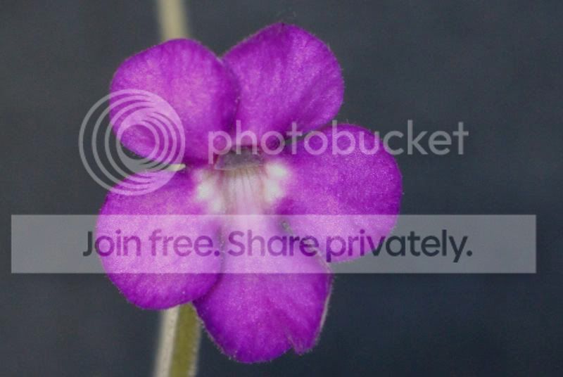 _IGP0450a.jpg