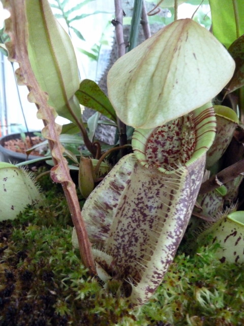 Nepenthes_rafflesiana_var_alata1web.jpg