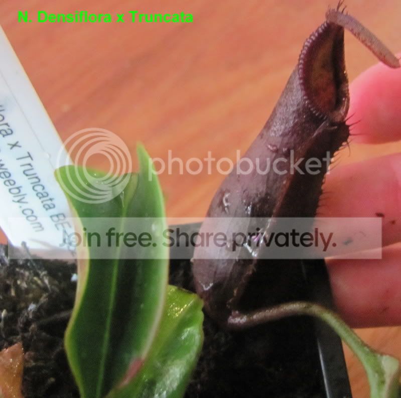densifloratruncata-1.jpg