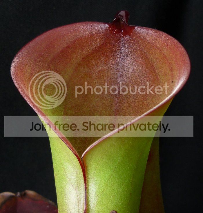 HfolliculataMurosipanpitcher121711RS.jpg