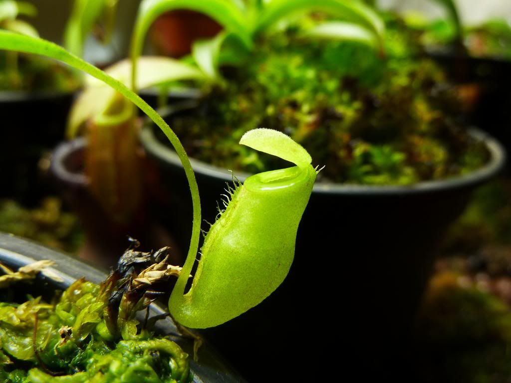flowerstalkvft12102012067_zpsa21573e2.jpg