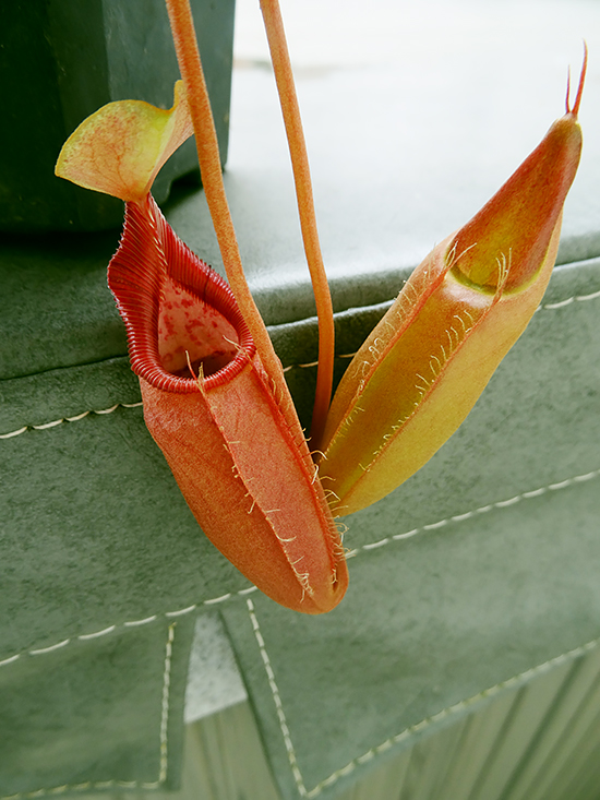 nepenthes-ovata-01.jpg