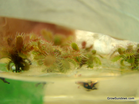Tomentosa_tissue_culture_post.JPG