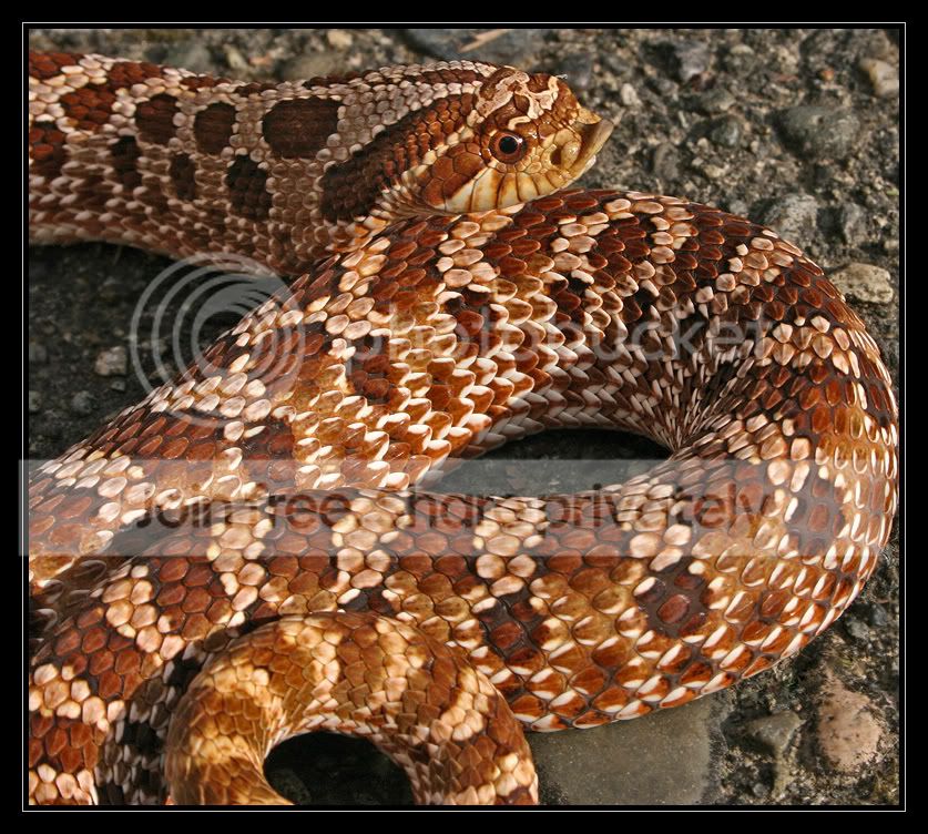 HognoseCloseVertical_7686.jpg