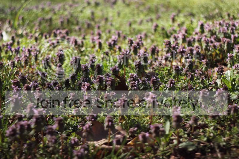 purple-flowers-yashica50f2.jpg