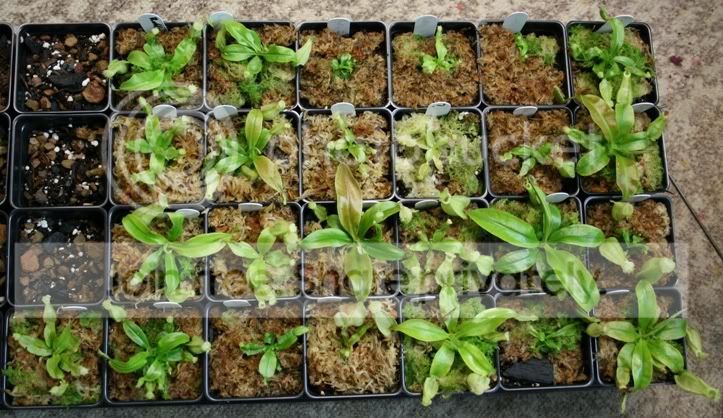 seedlingtraytop.jpg