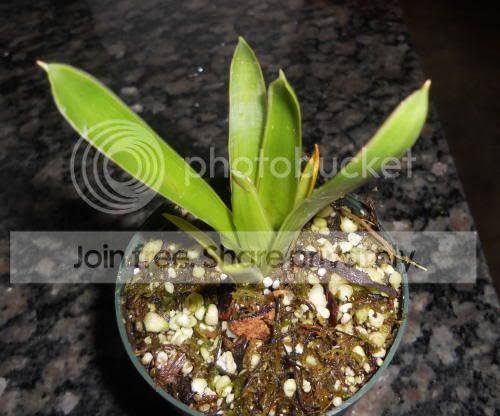 Breducta_6-16-11.jpg