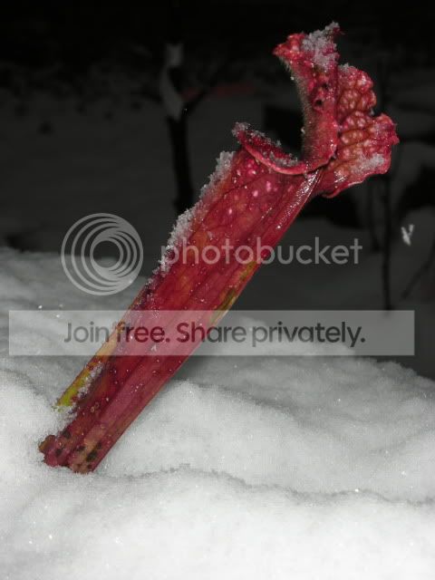 snowhome2012218.jpg